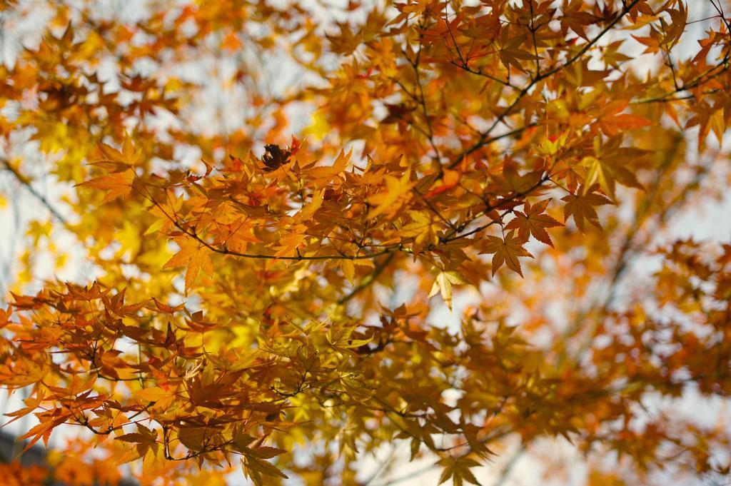 Jeugiya Villa Kyoto Eksteriør bilde